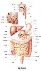 胃的右边是什么地方?肋骨后面…