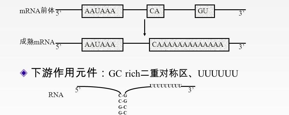 终止子子会被转录吗