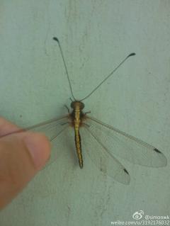这是什么东东?长触角的蜻蜓?