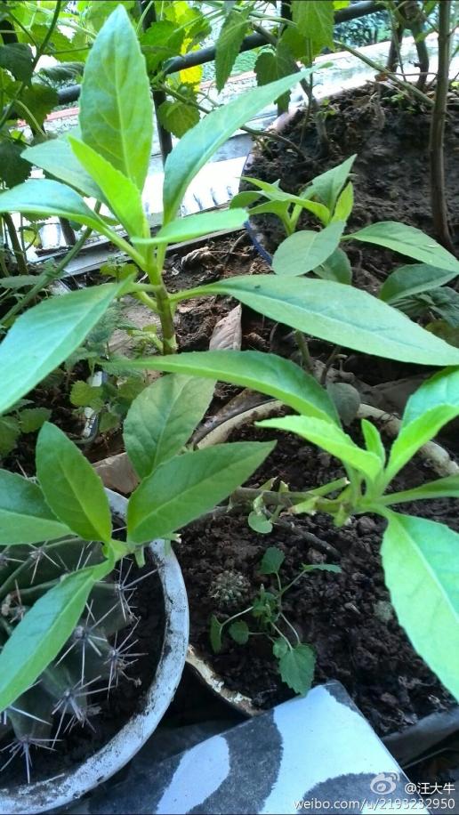 妈妈种的降糖草,据说原产地是日本,有谁知道这究竟是什么植物呢?