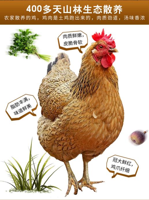 上海哪里可以卖到正宗的土鸡土鸭?