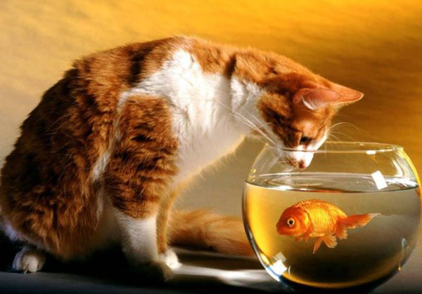 猫为什么喜欢吃鱼?