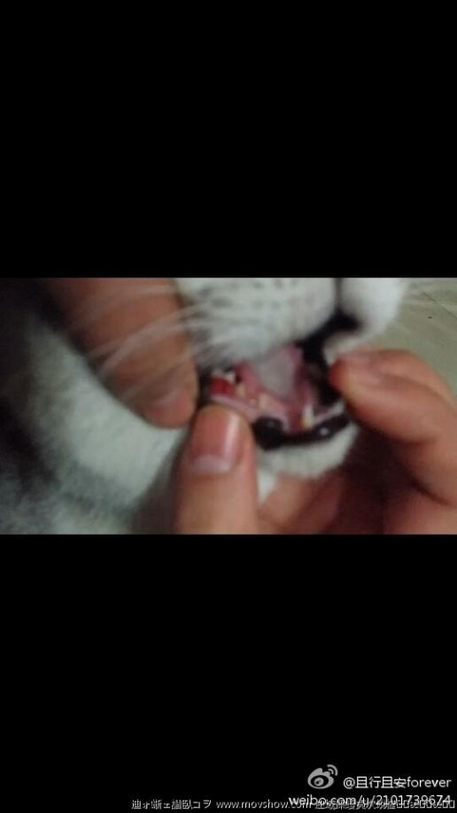 求助!猫咪牙齿外侧长了小红肉 | 求助!