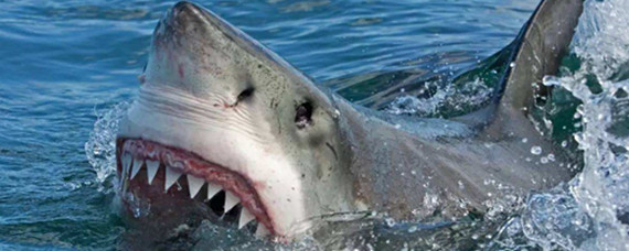 鲨鱼肉为什么有尿骚味
