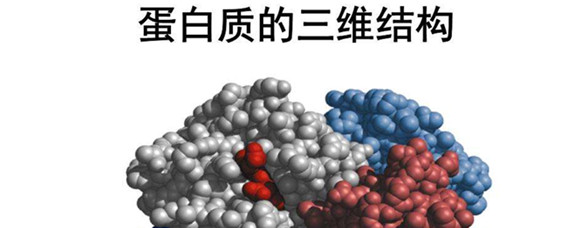 锌指结构属于蛋白质的几级结构