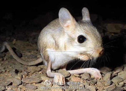 全部答案 2015-04-19 19:57:42 这是号称沙漠米老鼠的 长耳跳鼠
