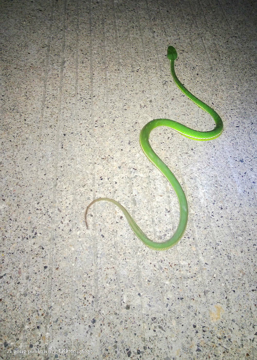 绿色的身子红色的尾巴是什么蛇