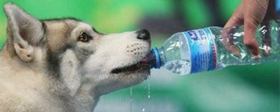 狗喝水啥意思