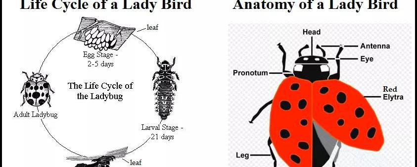 ladybird和ladybug有什么区别