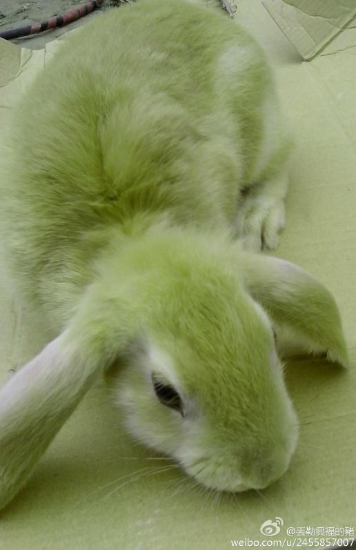 大家帮我看一下这只兔子是什么品种的?