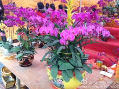 请问一下荆州沙市哪里有卖蝴蝶兰的没有