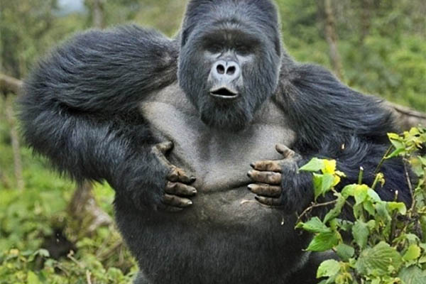 为什么大猩猩喜欢拍胸脯?_日报_爱问知识人
