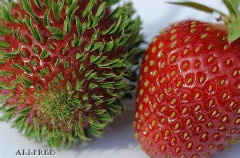 草莓发芽是什么样的?