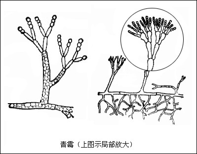 青霉直立菌丝的顶端长有扫帚状的结构,而曲霉直立菌丝的顶端则呈现