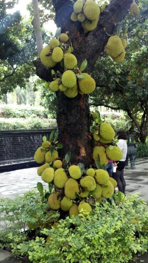 菠萝蜜和榴莲有什么区别?