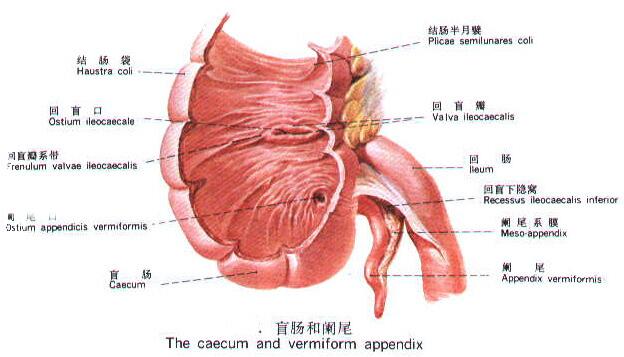 饭后运动易得阑尾炎你想多了