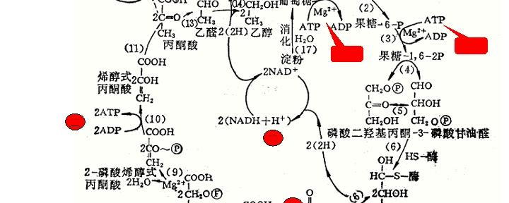 生物体中糖的氧化分解主要有3条途径,糖的无氧氧化,糖的有氧氧化和