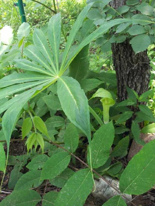 求告诉这是什么植物 绿色佛焰苞 掌状叶 在北京松山拍的?