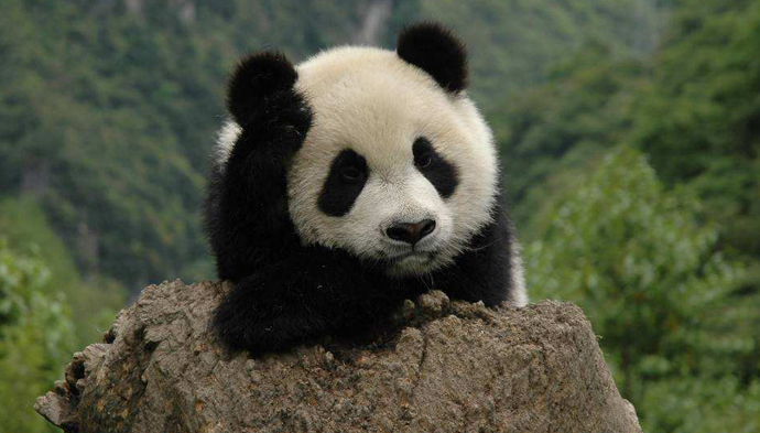 四川真的人手一只熊猫!