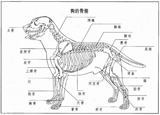 发个狗的骨骼结构图给你,犬科动物基本结构是一样的.