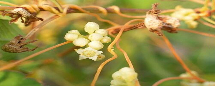 菟丝花是什么意思