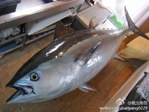  求知识>国内出口金枪鱼的种类有几种?