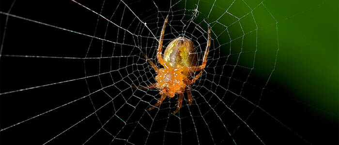 导 语蜘蛛用网来捉各种小虫子,可是它自己怎么没有被网粘住呢?