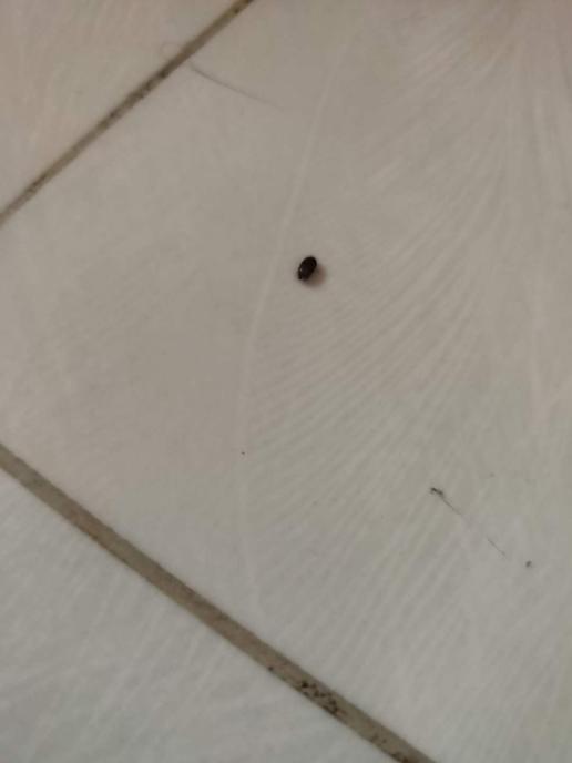 家里厨房最近出现了黑色芝麻粒大小的虫子,有翅膀会飞