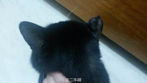 猫咪一只耳朵变硬变形了怎么回事儿啊?