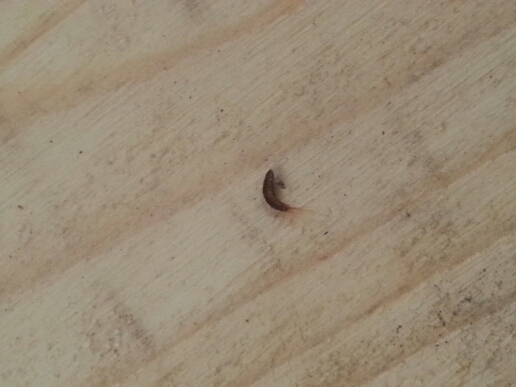 帮助鉴定, 家里榻榻米上有这种虫子,长的很恶心,还到处脱皮