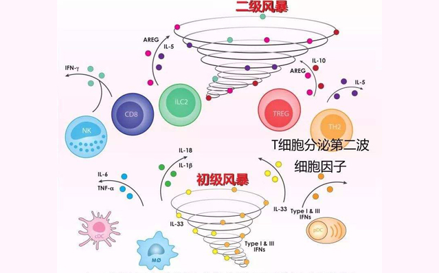 细胞因子风暴是如何加速病情的?