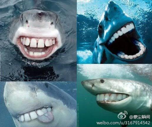 为什么鲨鱼的牙齿是尖的?