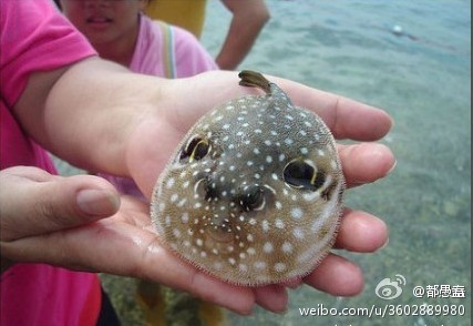 这是什么鱼呢?