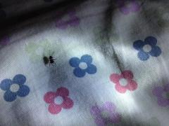 家里床上出现小黑虫,好恶心,从哪里出来的。昨