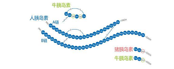 牛胰岛素是世界上第一个人工合成的氨基酸