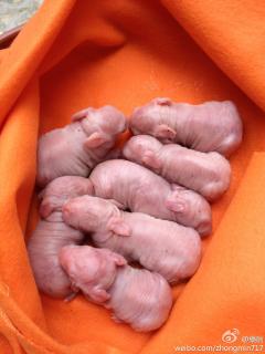 一窝七个小兔子,刚刚生出来的,怎么办,要怎么养