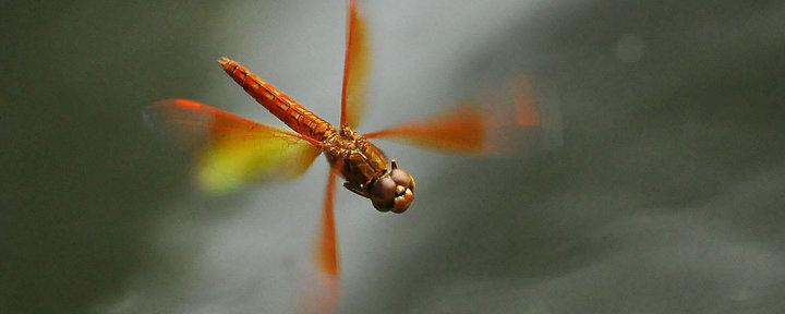 蜻蜓飞低说明什么