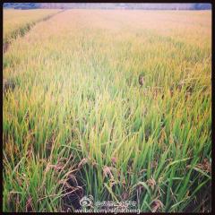 杭州哪里有一大片一大片的稻田么。一望无际的