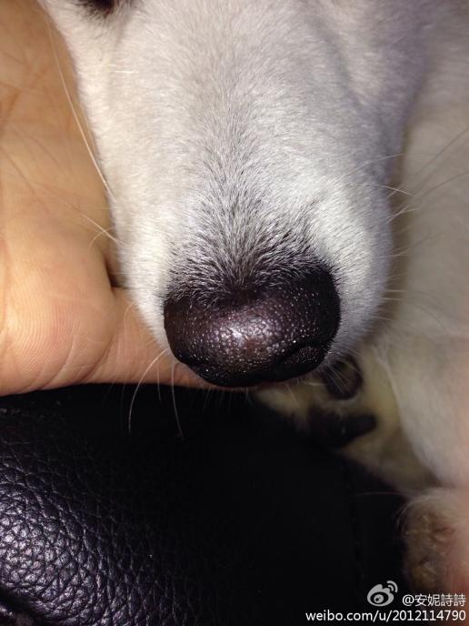 我家狗狗鼻子开始慢慢变白怎么办啊?
