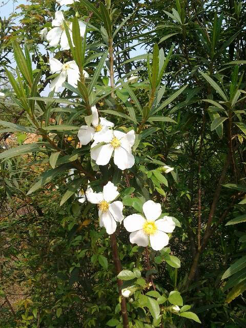 白色花瓣黄花蕊是什么?