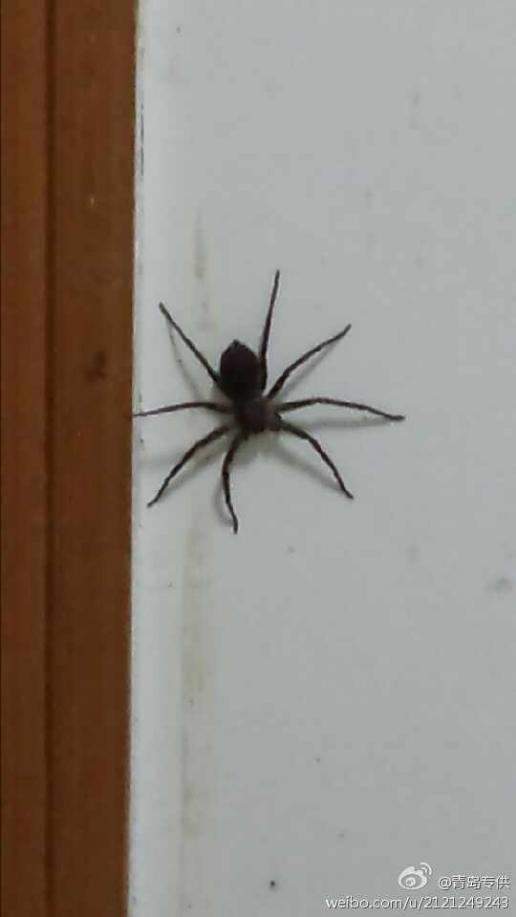 房间经常出现大蜘蛛,怎么办?