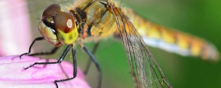 蜻蜓的复眼有几只小眼睛组成