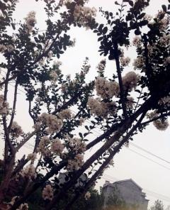 有谁知道这是什么树,白色花瓣的,求解