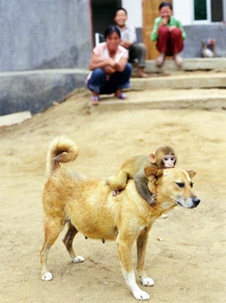 在黄爱青家里猴子才是霸王,狗是任猴子骑的.