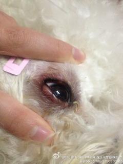 狗狗两个眼睛内侧眼皮内都是脓包,附近医院医