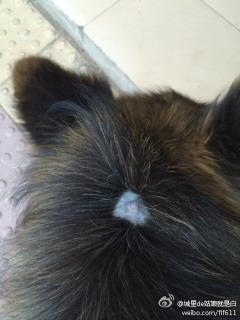 我家狗狗后脑勺跟脖子之间长了一个疙瘩,摸起