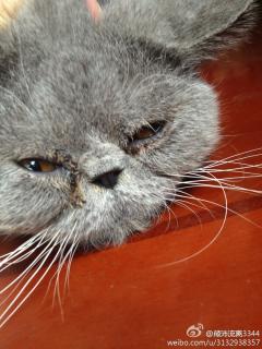 有人知道为什么加菲猫老是流眼泪吗?
