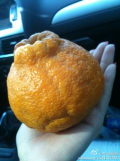 谁知道这是什么品种的橘子?样子很丑,果肉甘甜