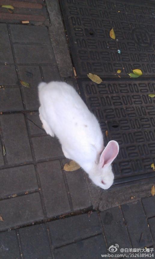 这兔子的耳朵一只是长歪的,人家说它就是这品种.有谁知道这是啥品种?