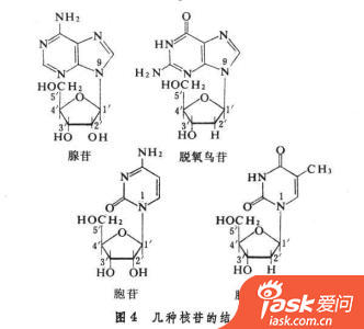 答:核糖核苷酸与脱氧核糖核苷酸均为四种,那么就是一道排列组合题目